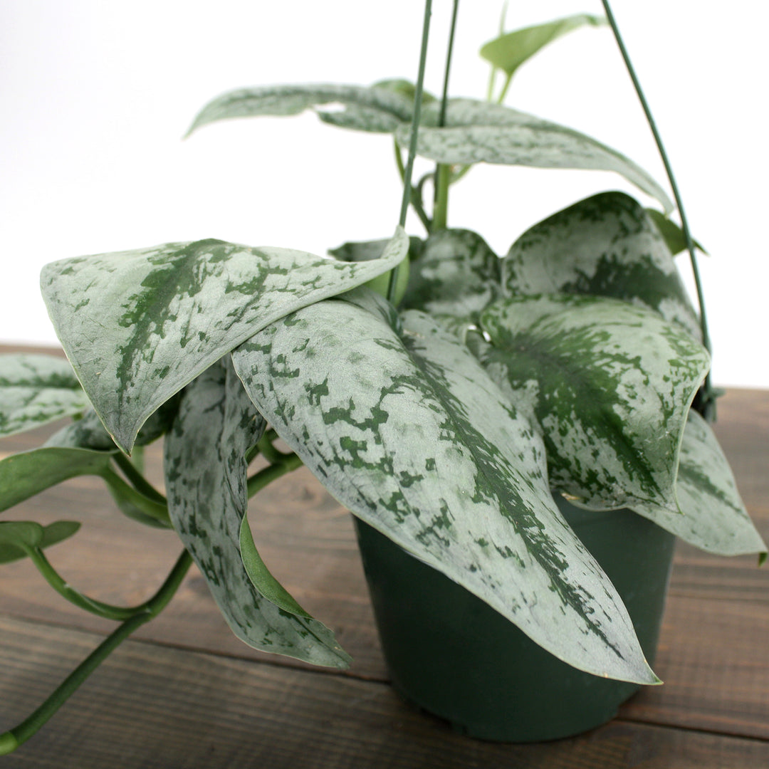 Scindapsus aureum 'Satin' Pothos, 6 Inch Houseplant