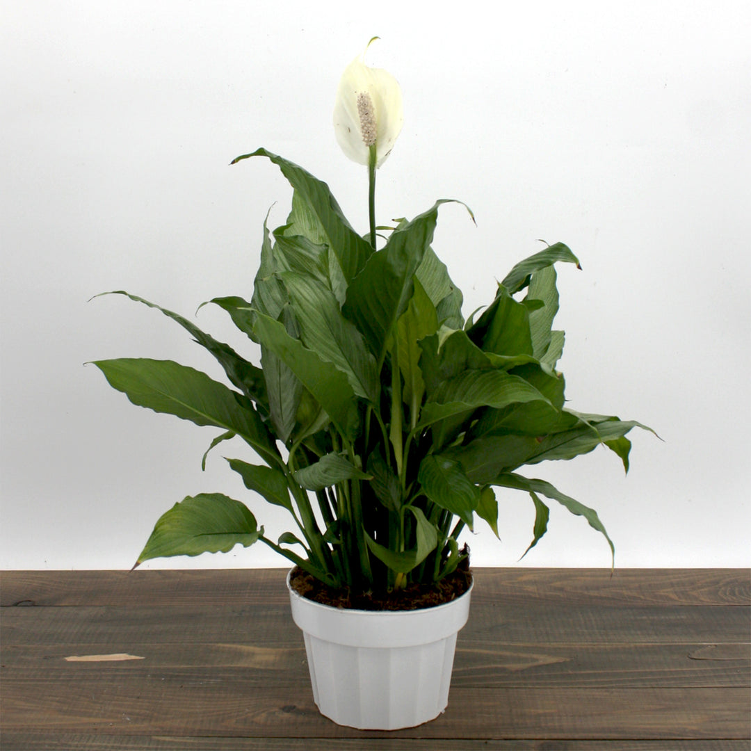 Spathiphyllum 'Platinum Mist' Peace Lily, 6 Inch Houseplant