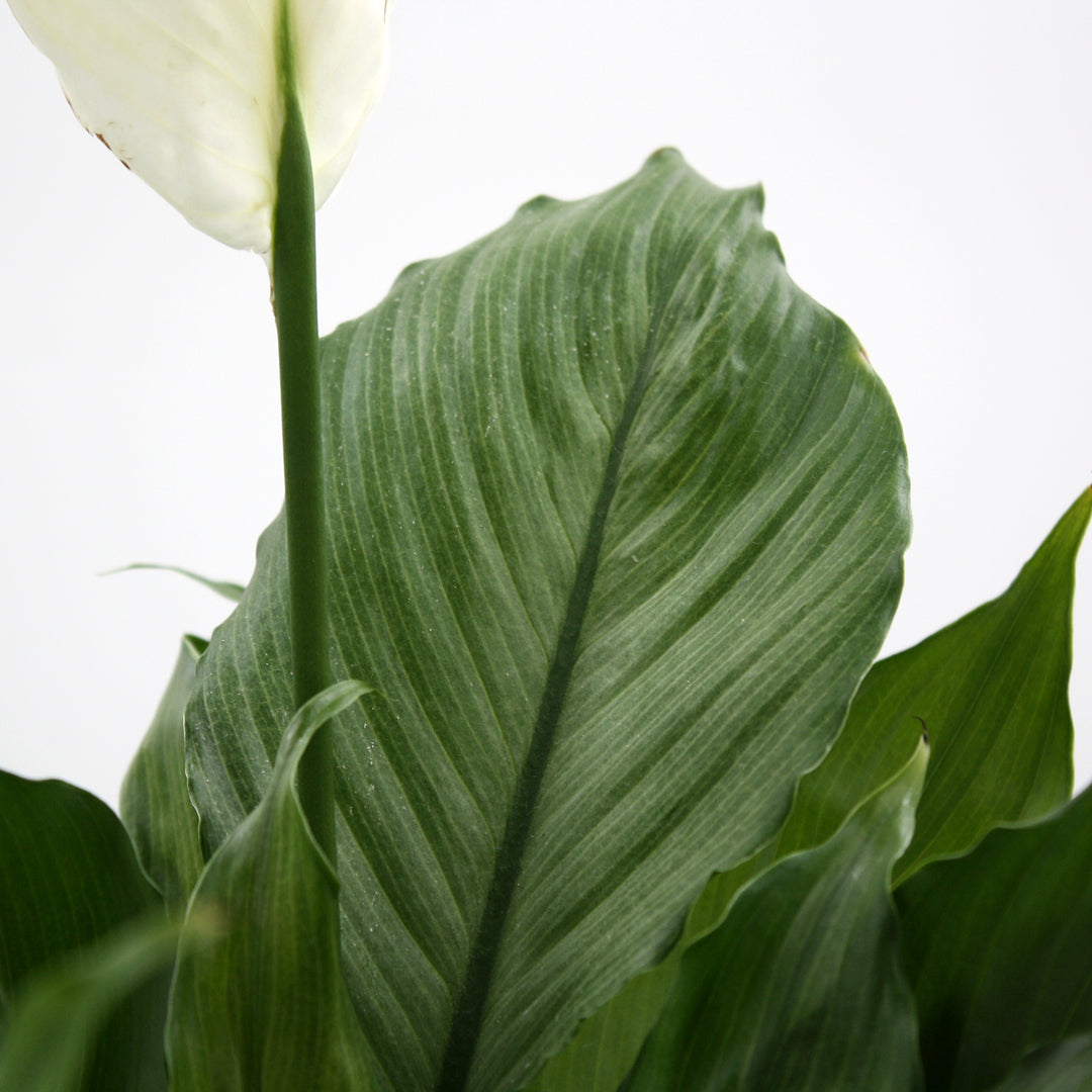 Spathiphyllum 'Platinum Mist' Peace Lily, 6 Inch Houseplant