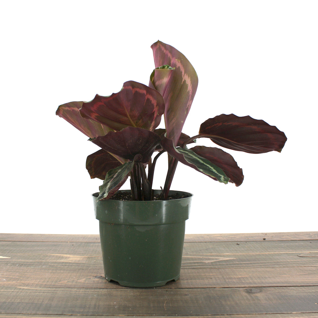 Calathea roseopicta 'Medallion' Rose-Painted Calathea, 4 Inch Houseplant