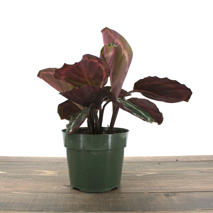 Calathea roseopicta 'Medallion' Rose-Painted Calathea, 4 Inch Houseplant