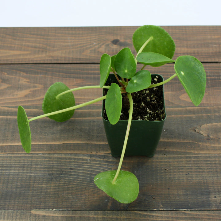 Pilea peperomioides Chinese Money Plant, 2 Inch Houseplant