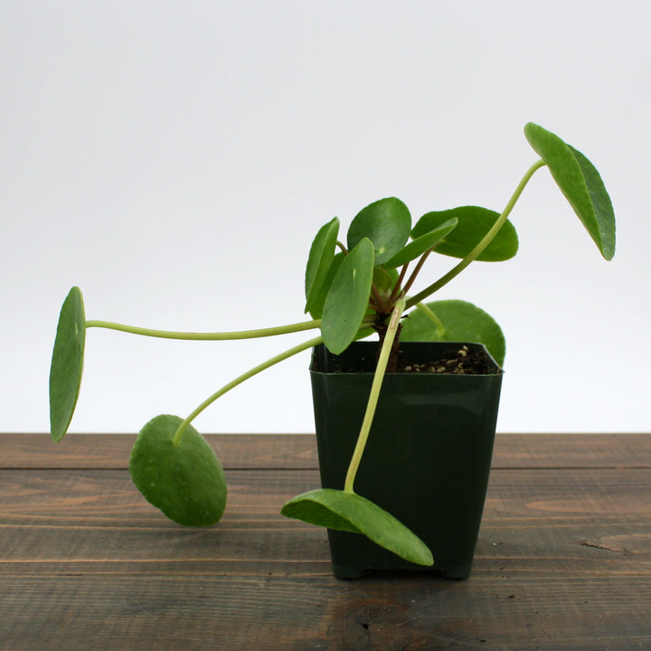 Pilea peperomioides Chinese Money Plant, 2 Inch Houseplant