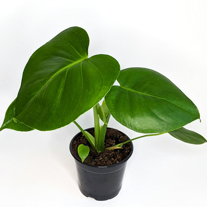Monstera deliciosa Split Leaf Philodendron, 4 Inch Houseplant