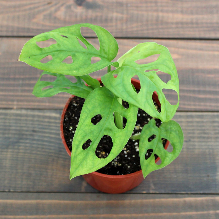 Monstera adansonii Swiss Cheese Monstera, 4 Inch Houseplant