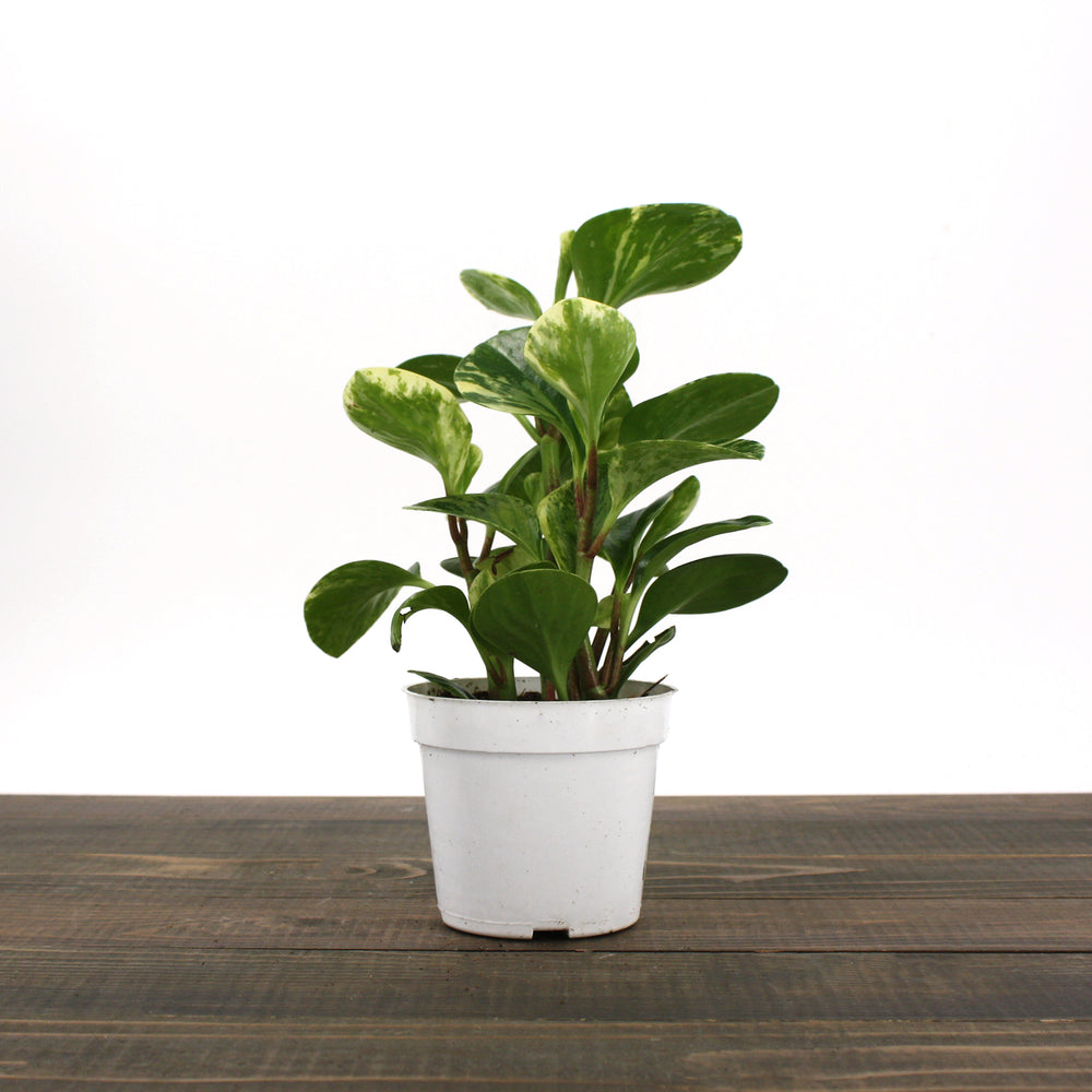 Peperomia obtusifolia 'Marble' Peperomia, 4 Inch Houseplant