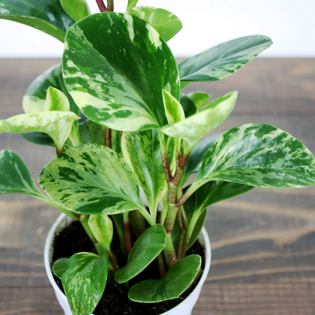 Peperomia obtusifolia 'Marble' Peperomia, 4 Inch Houseplant