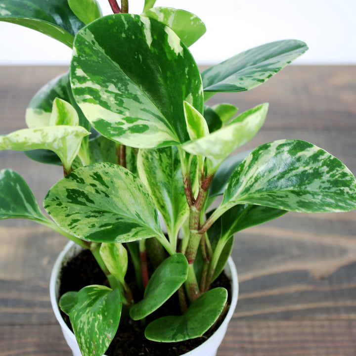 Peperomia obtusifolia 'Marble' Peperomia, 4 Inch Houseplant