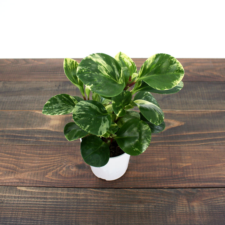 Peperomia obtusifolia 'Marble' Peperomia, 4 Inch Houseplant