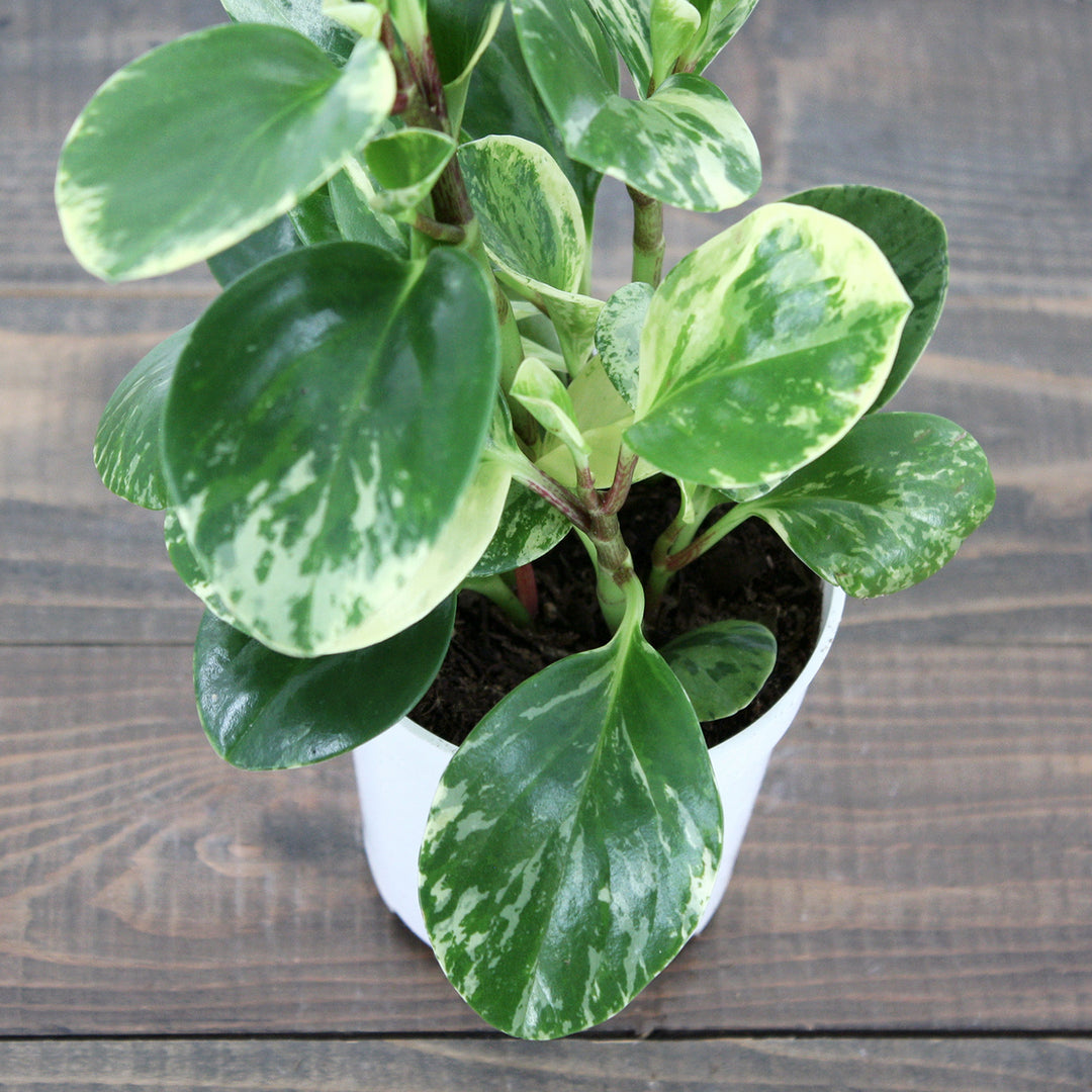 Peperomia obtusifolia 'Marble' Peperomia, 4 Inch Houseplant