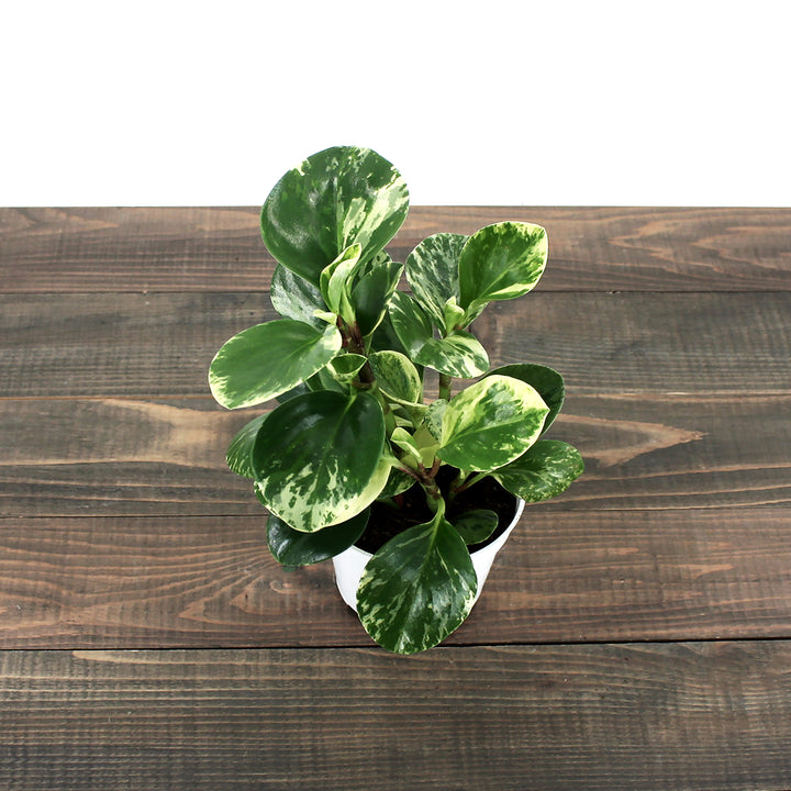 Peperomia obtusifolia 'Marble' Peperomia, 4 Inch Houseplant