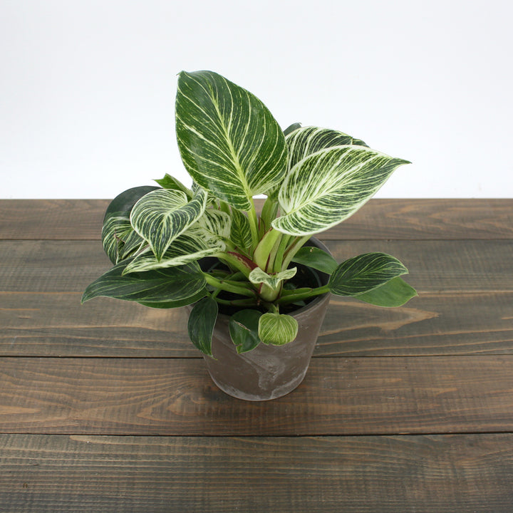 Philodendron x 'Birkin' Philodendron, 4 Inch Houseplant