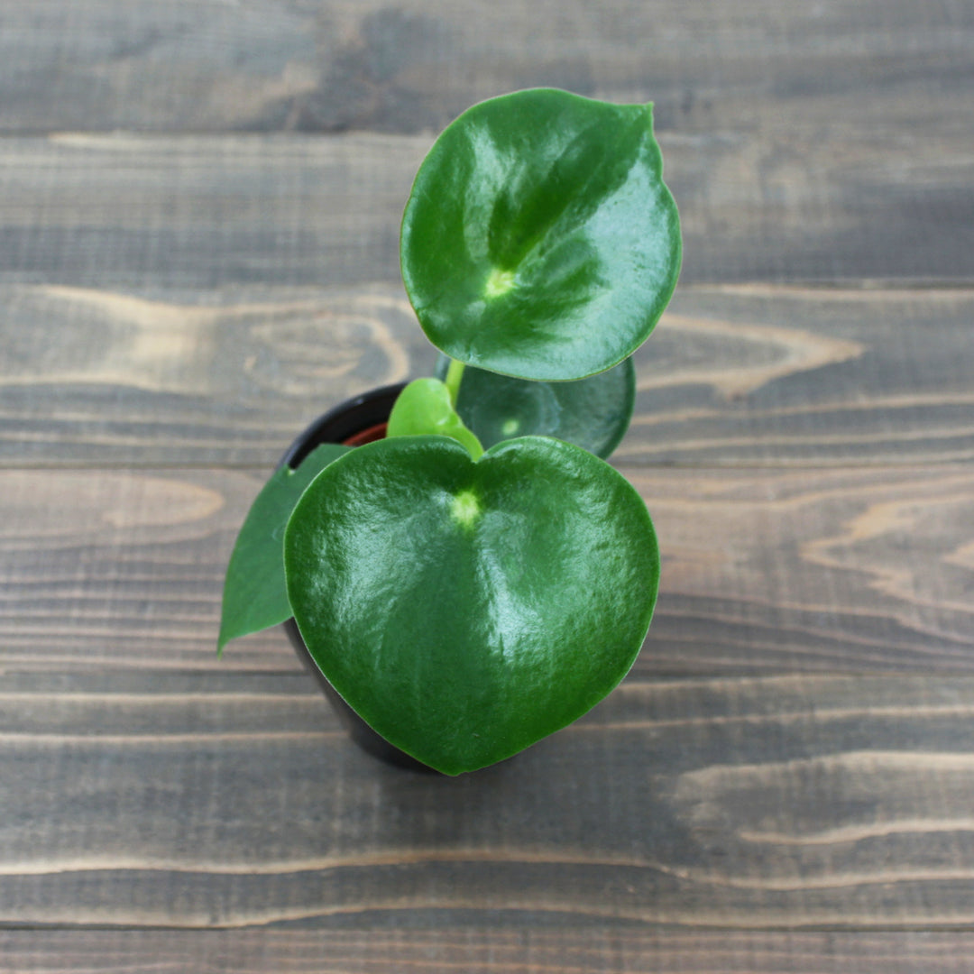 Peperomia polybotrya Raindrop Peperomia, 4 Inch Houseplant