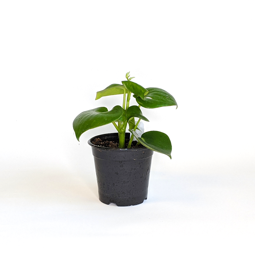Peperomia polybotrya Raindrop Peperomia, 4 Inch Houseplant