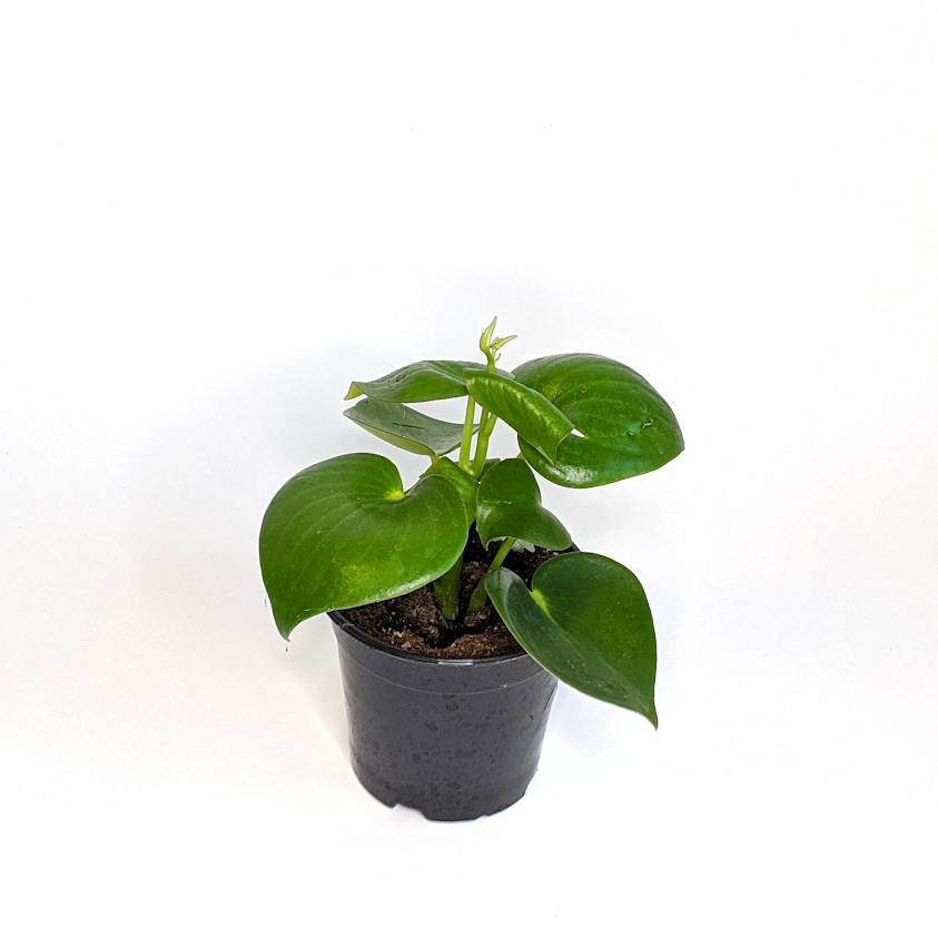 Peperomia polybotrya Raindrop Peperomia, 4 Inch Houseplant
