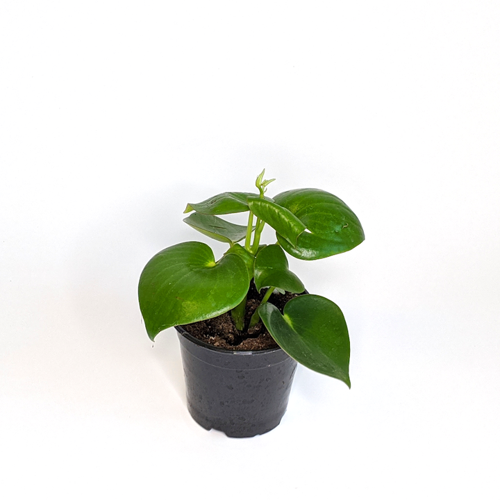 Peperomia polybotrya Raindrop Peperomia, 4 Inch Houseplant