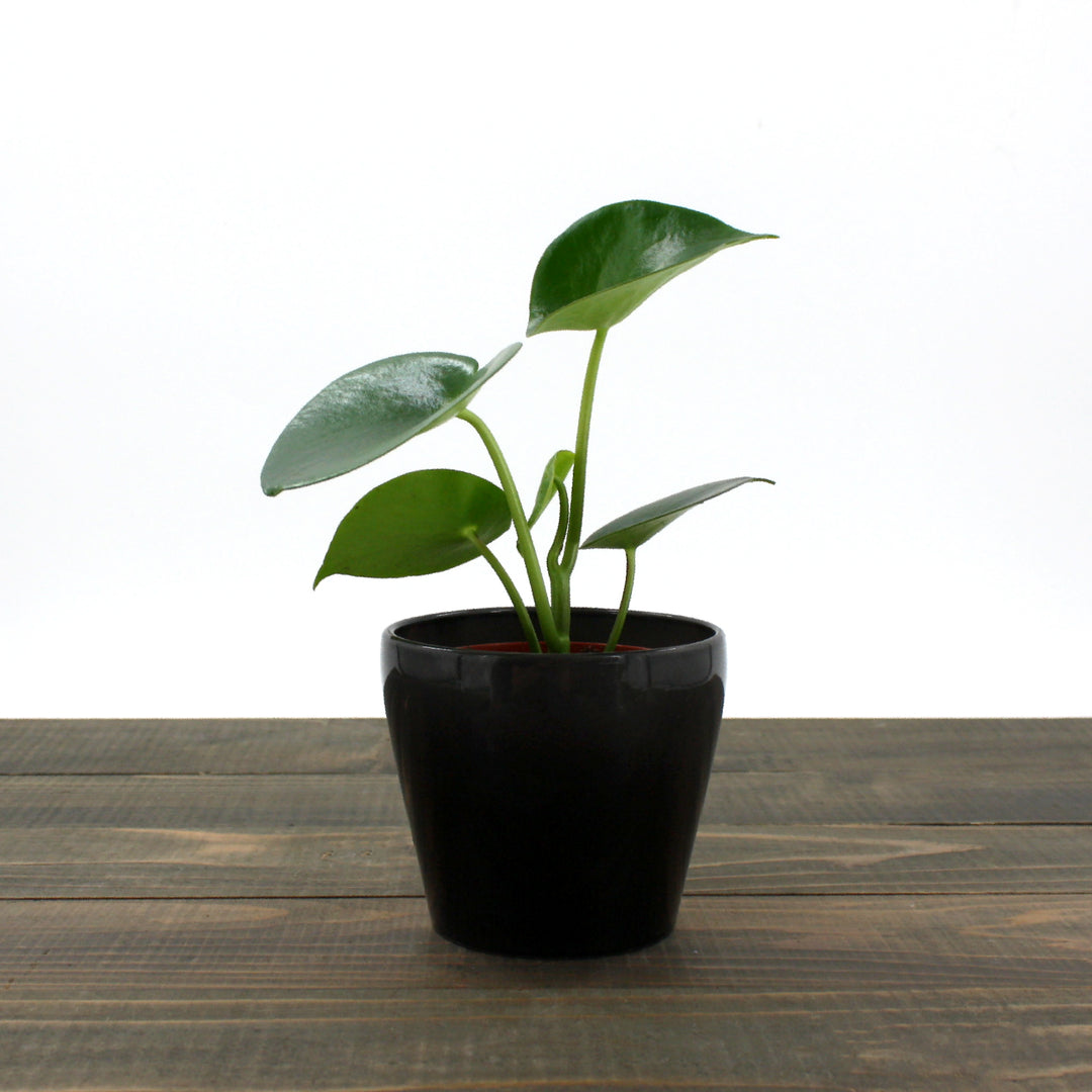 Peperomia polybotrya Raindrop Peperomia, 4 Inch Houseplant