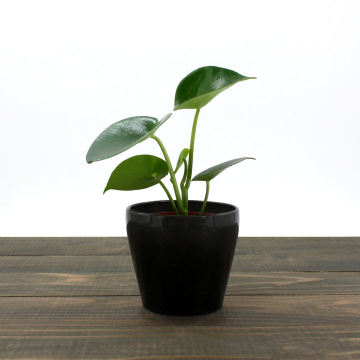 Peperomia polybotrya Raindrop Peperomia, 4 Inch Houseplant