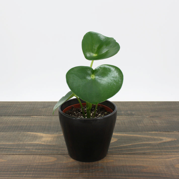 Peperomia polybotrya Raindrop Peperomia, 4 Inch Houseplant