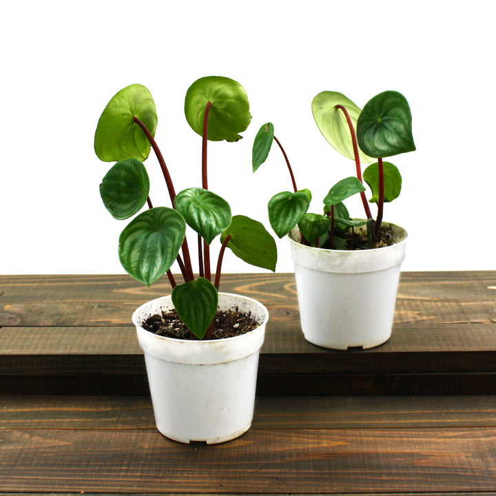 Peperomia argyreia Watermelon Peperomia, 4 Inch Houseplant