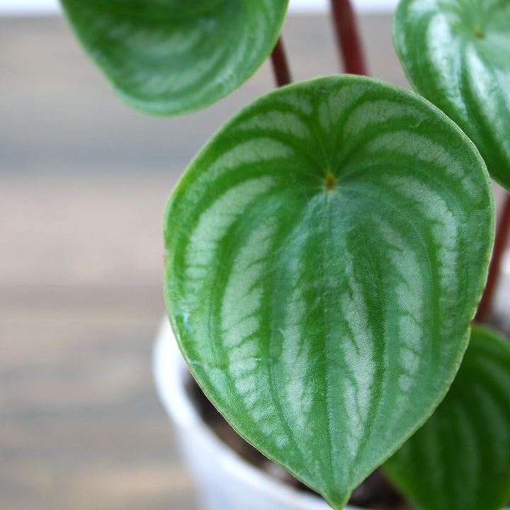Peperomia argyreia Watermelon Peperomia, 4 Inch Houseplant
