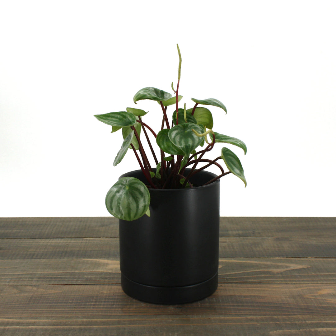 Peperomia argyreia Watermelon Peperomia, 4 Inch Houseplant