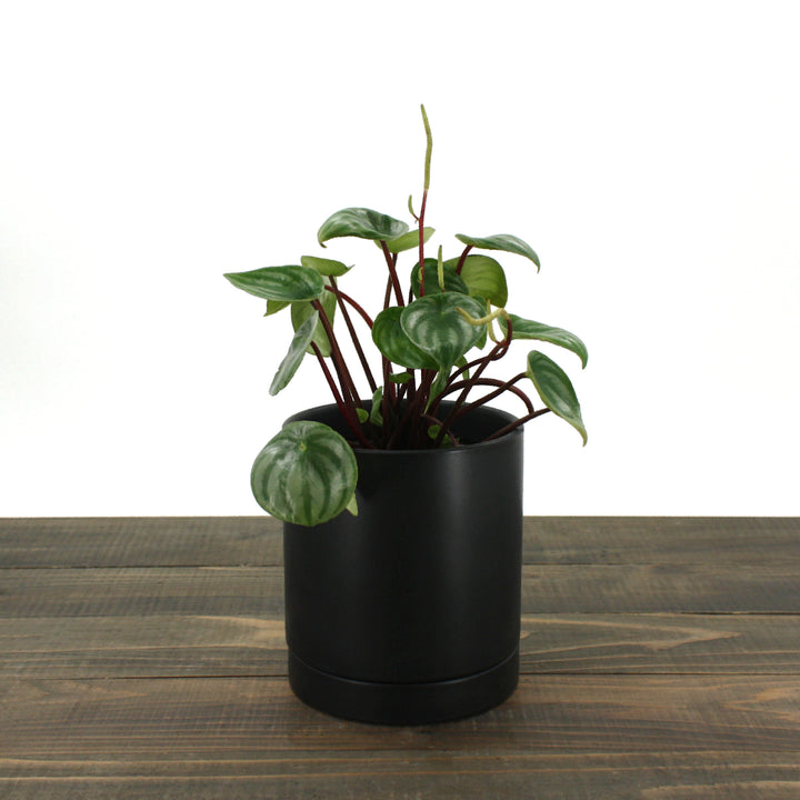 Peperomia argyreia Watermelon Peperomia, 4 Inch Houseplant