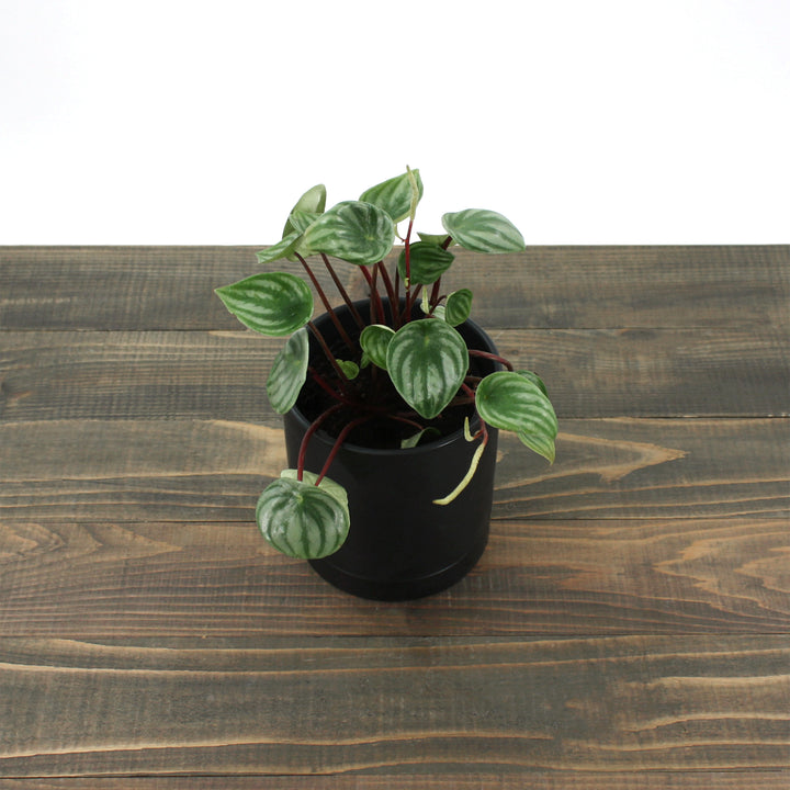 Peperomia argyreia Watermelon Peperomia, 4 Inch Houseplant