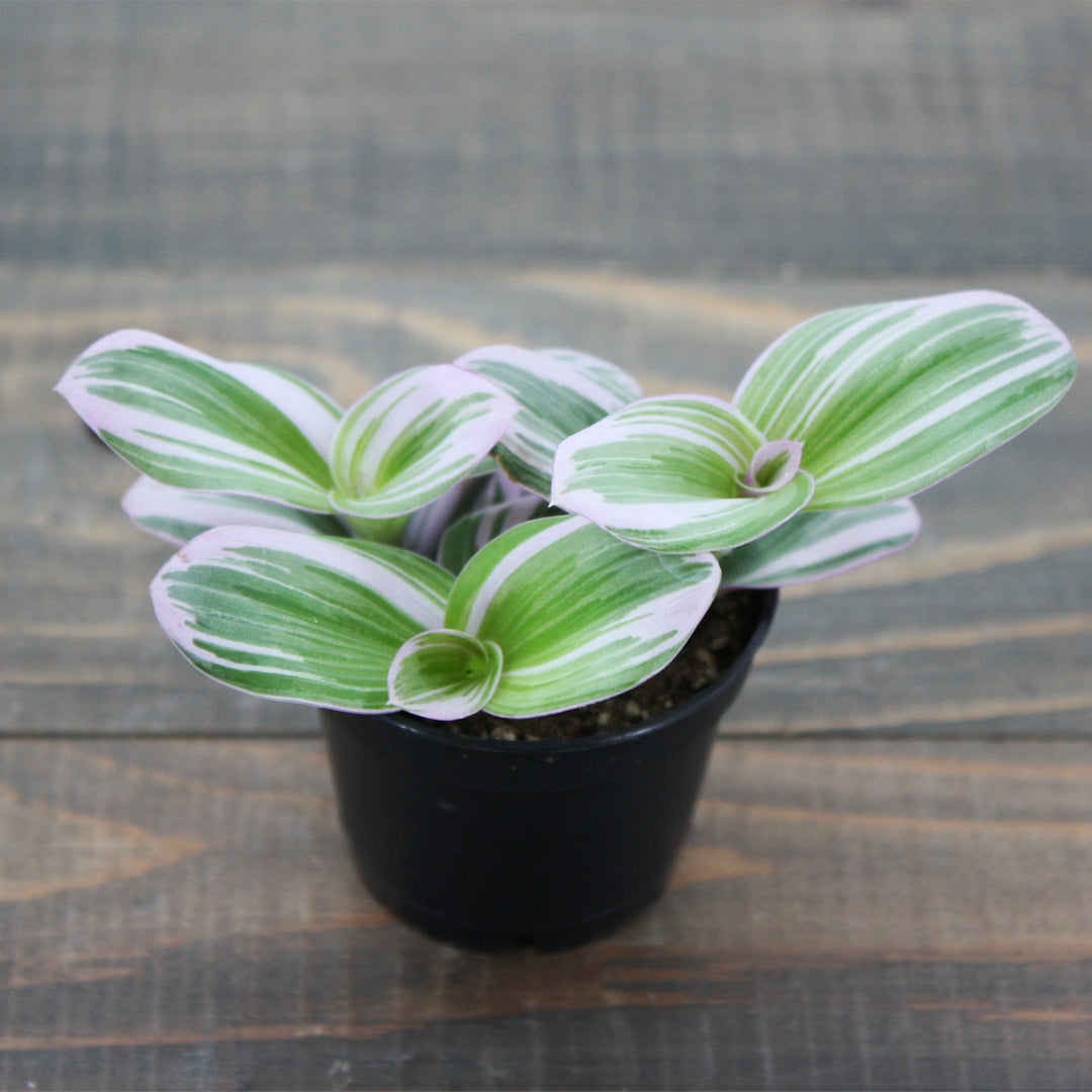 Tradescantia albiflora 'Nanouk' Small-Leaf Tradescantia, 2 Inch Houseplant