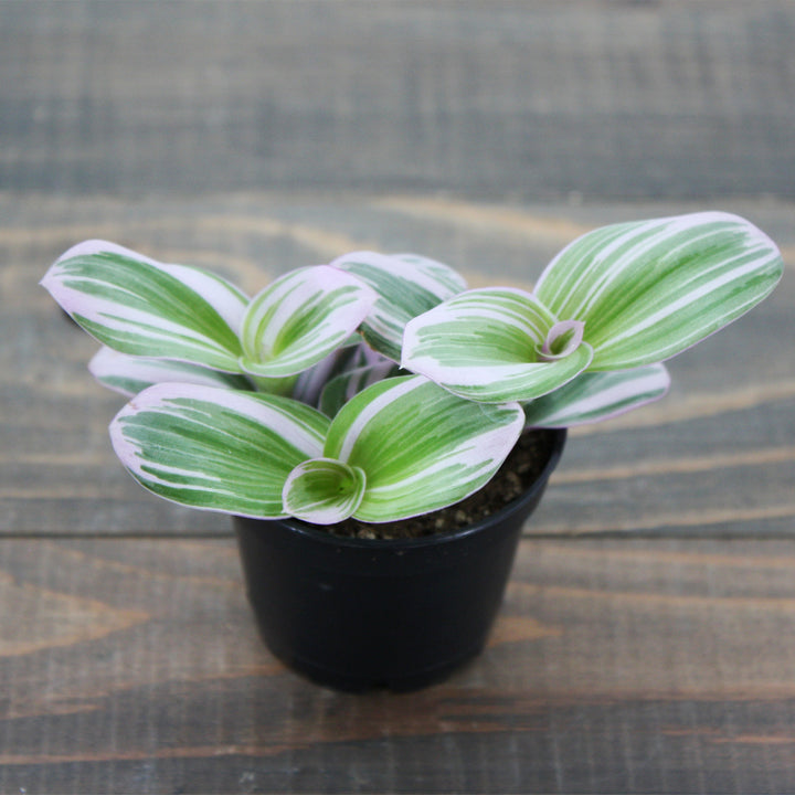 Tradescantia albiflora 'Nanouk' Small-Leaf Tradescantia, 2 Inch Houseplant