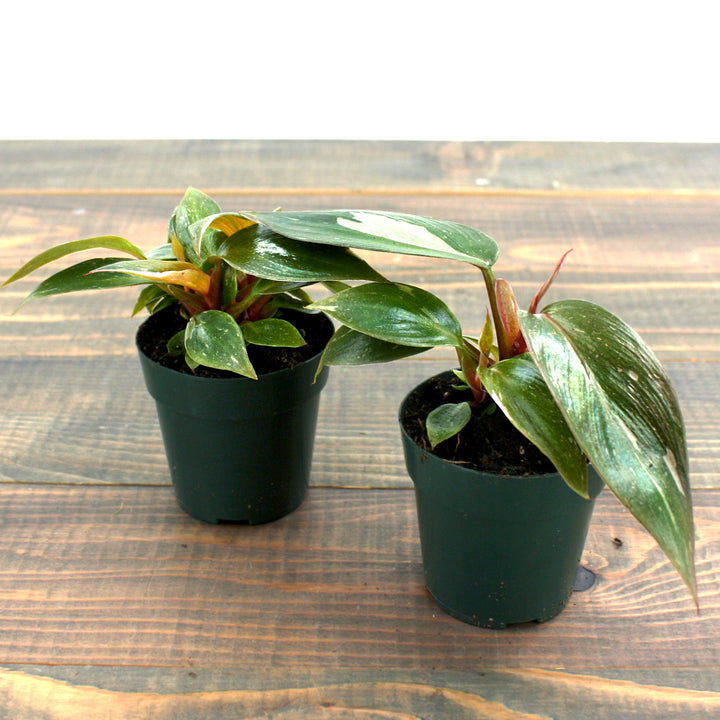 Philodendron erubescens 'Pink Princess' Philodendron, 4 Inch Houseplant