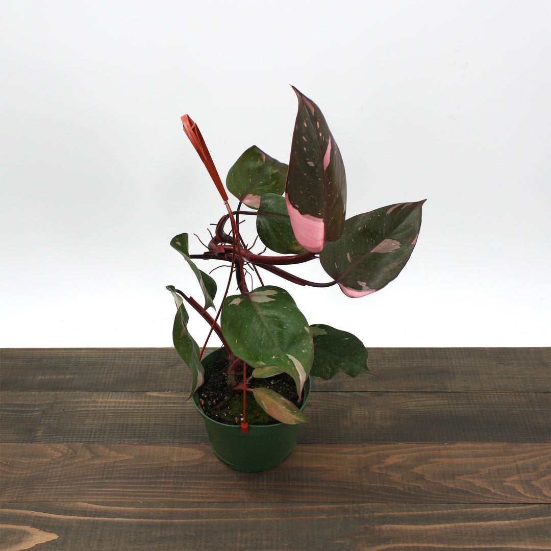 Philodendron erubescens 'Pink Princess' Philodendron, 4 Inch Houseplant