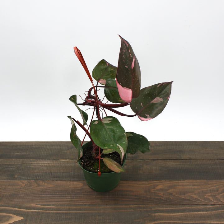 Philodendron erubescens 'Pink Princess' Philodendron, 4 Inch Houseplant