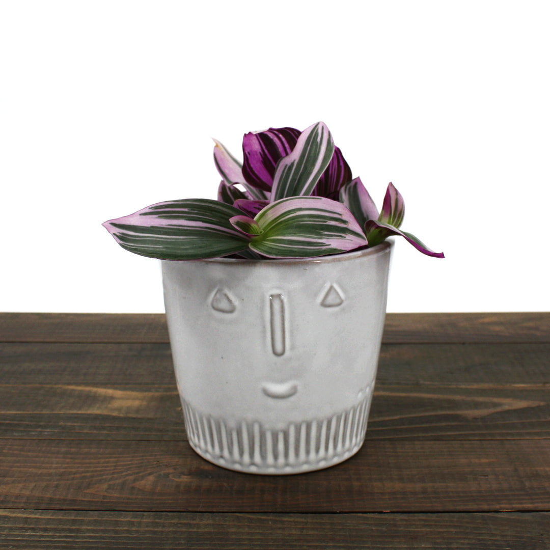 Tradescantia albiflora 'Nanouk' Small-Leaf Tradescantia, 4 Inch Houseplant