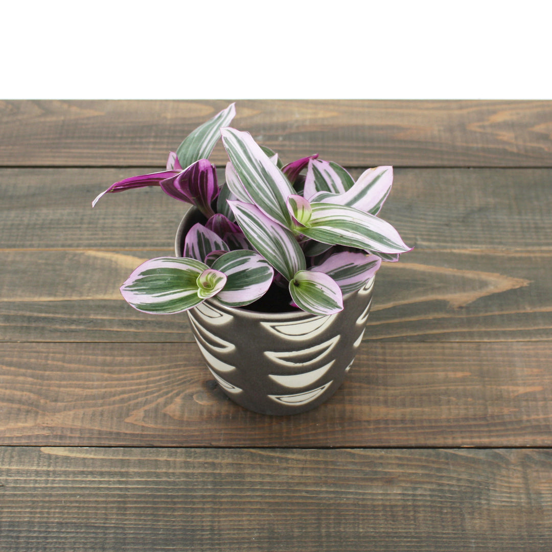 Tradescantia albiflora 'Nanouk' Small-Leaf Tradescantia, 4 Inch Houseplant
