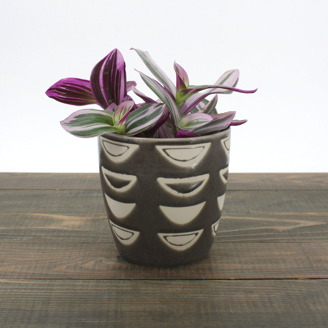 Tradescantia albiflora 'Nanouk' Small-Leaf Tradescantia, 4 Inch Houseplant