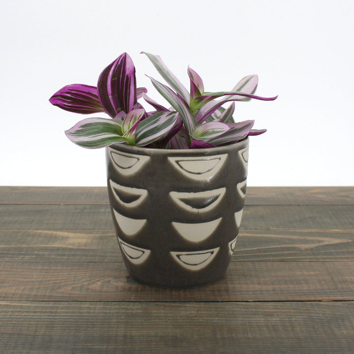 Tradescantia albiflora 'Nanouk' Small-Leaf Tradescantia, 4 Inch Houseplant