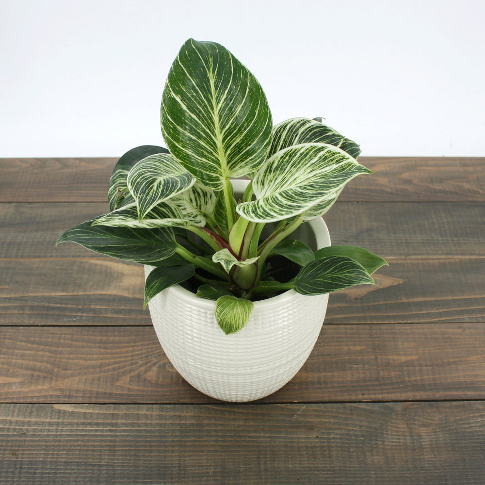 Philodendron x 'Birkin' Philodendron, 6 Inch Houseplant