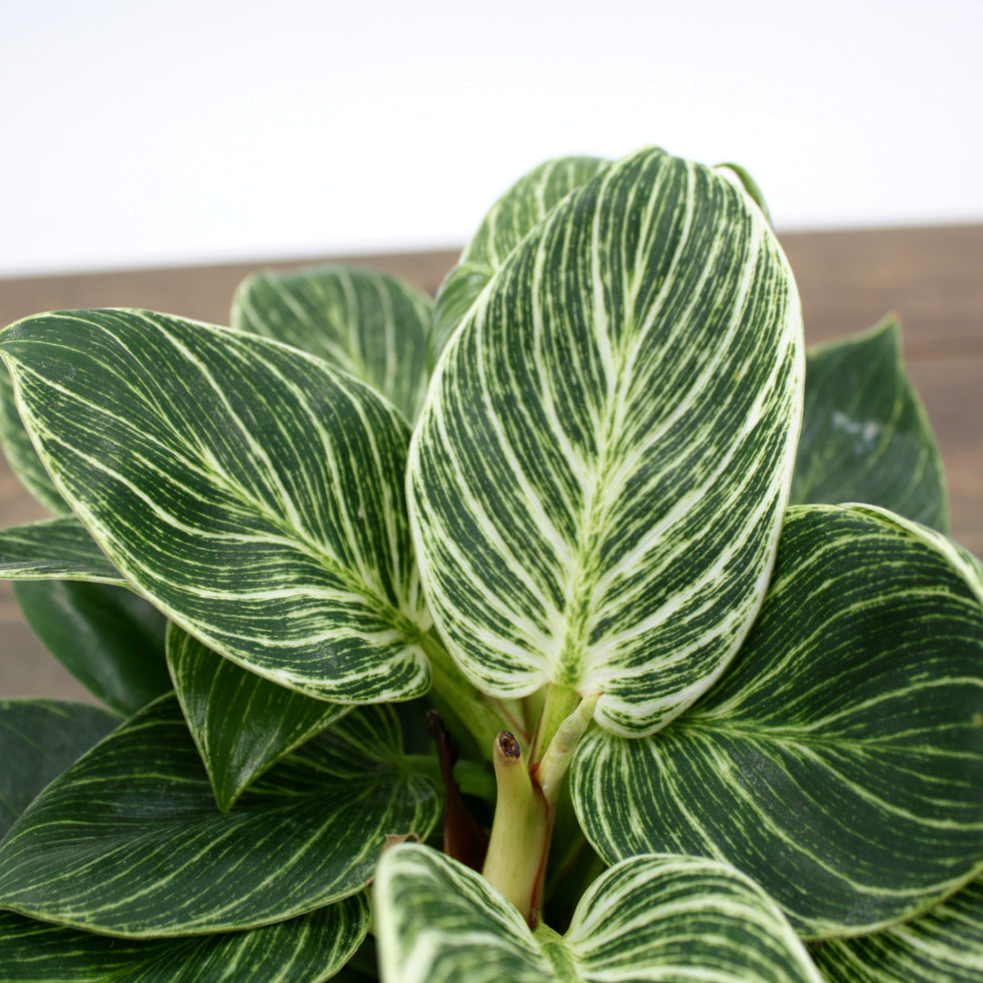Philodendron x 'Birkin' Philodendron, 6 Inch Houseplant