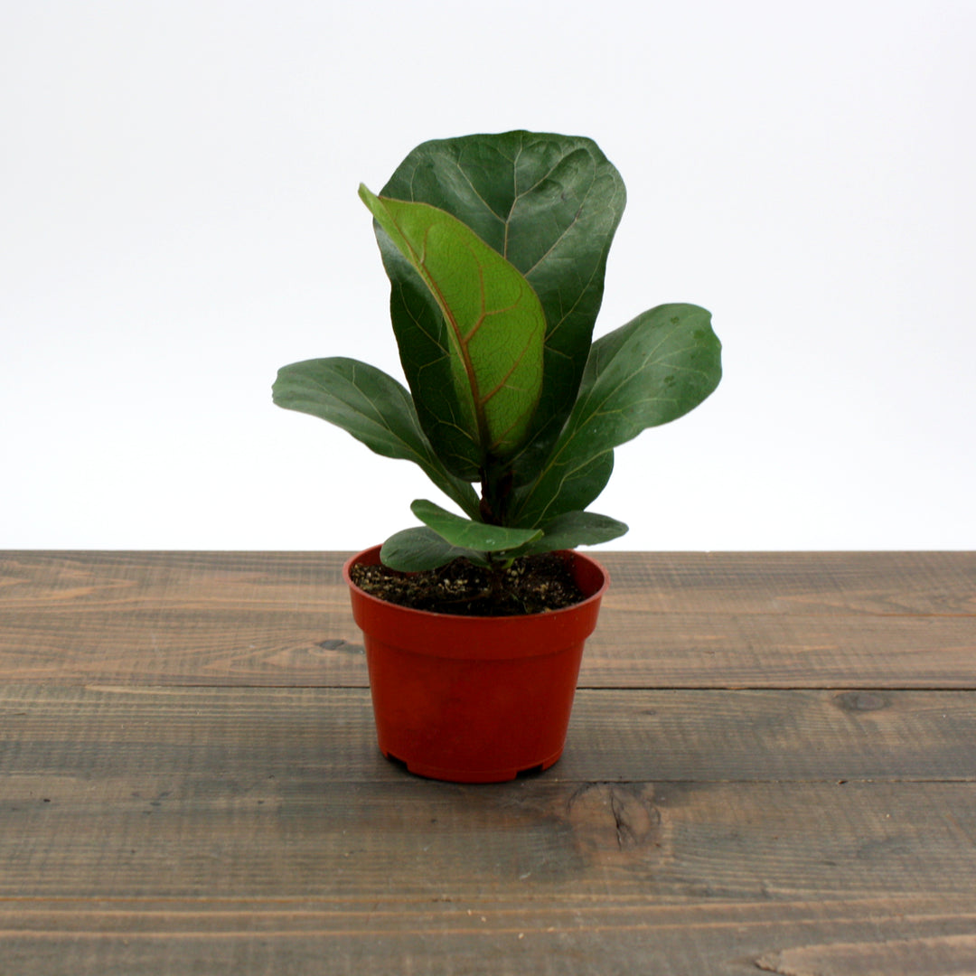 Ficus lyrata 'Little Fiddle' Fiddle Leaf Fig, 4 Inch Houseplant