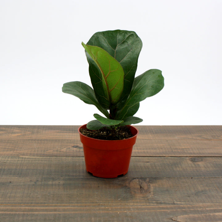 Ficus lyrata 'Little Fiddle' Fiddle Leaf Fig, 4 Inch Houseplant