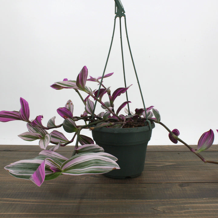Tradescantia albiflora 'Nanouk' Small-Leaf Tradescantia, 6 Inch Houseplant