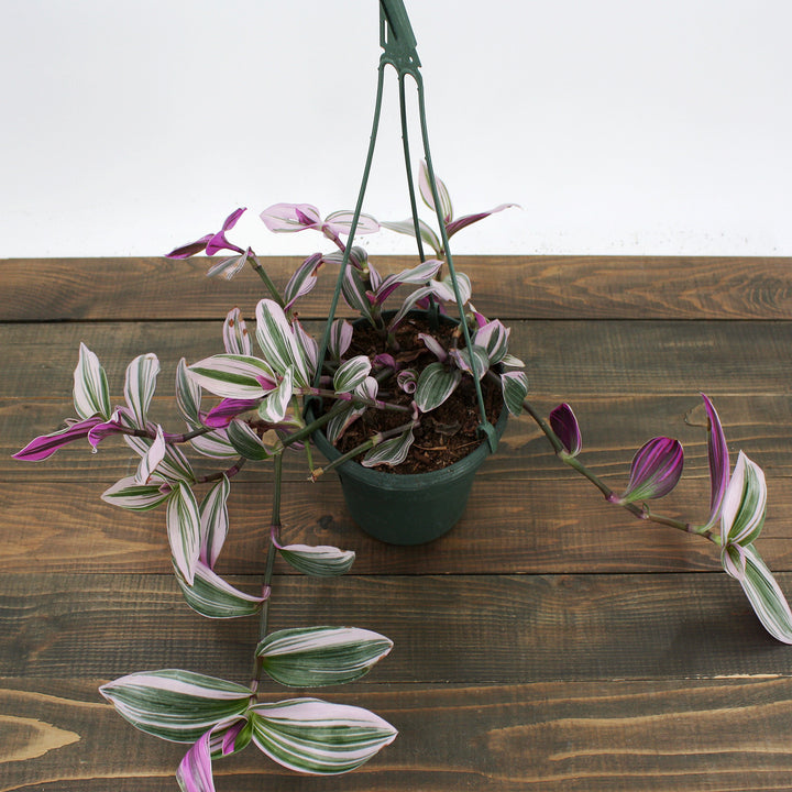 Tradescantia albiflora 'Nanouk' Small-Leaf Tradescantia, 6 Inch Houseplant
