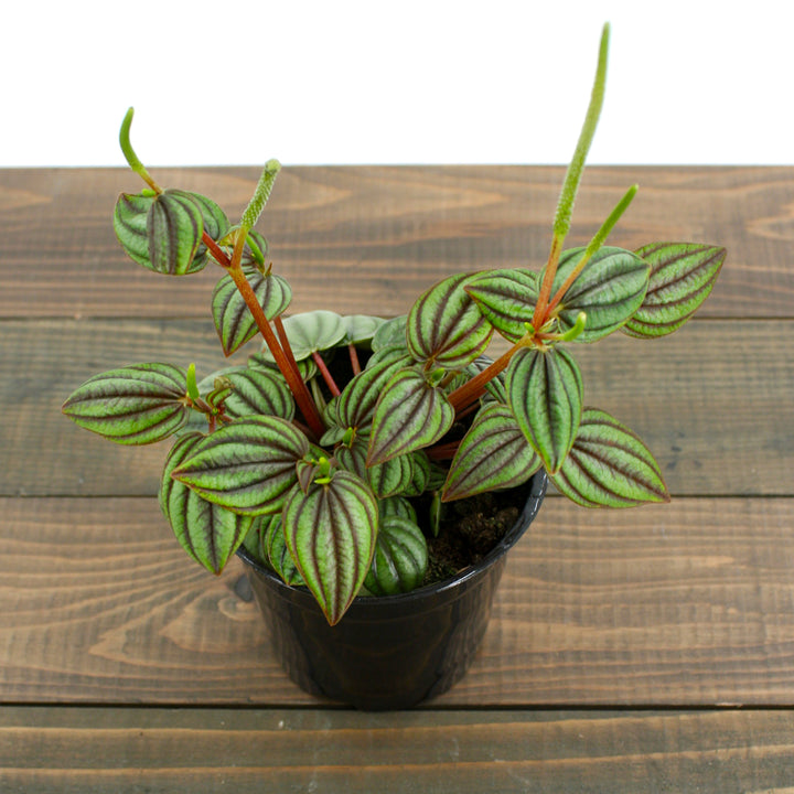Peperomia albovittata 'Piccolo Banda' Peperomia, 4 Inch Houseplant