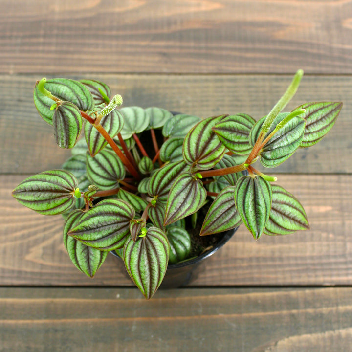 Peperomia albovittata 'Piccolo Banda' Peperomia, 4 Inch Houseplant