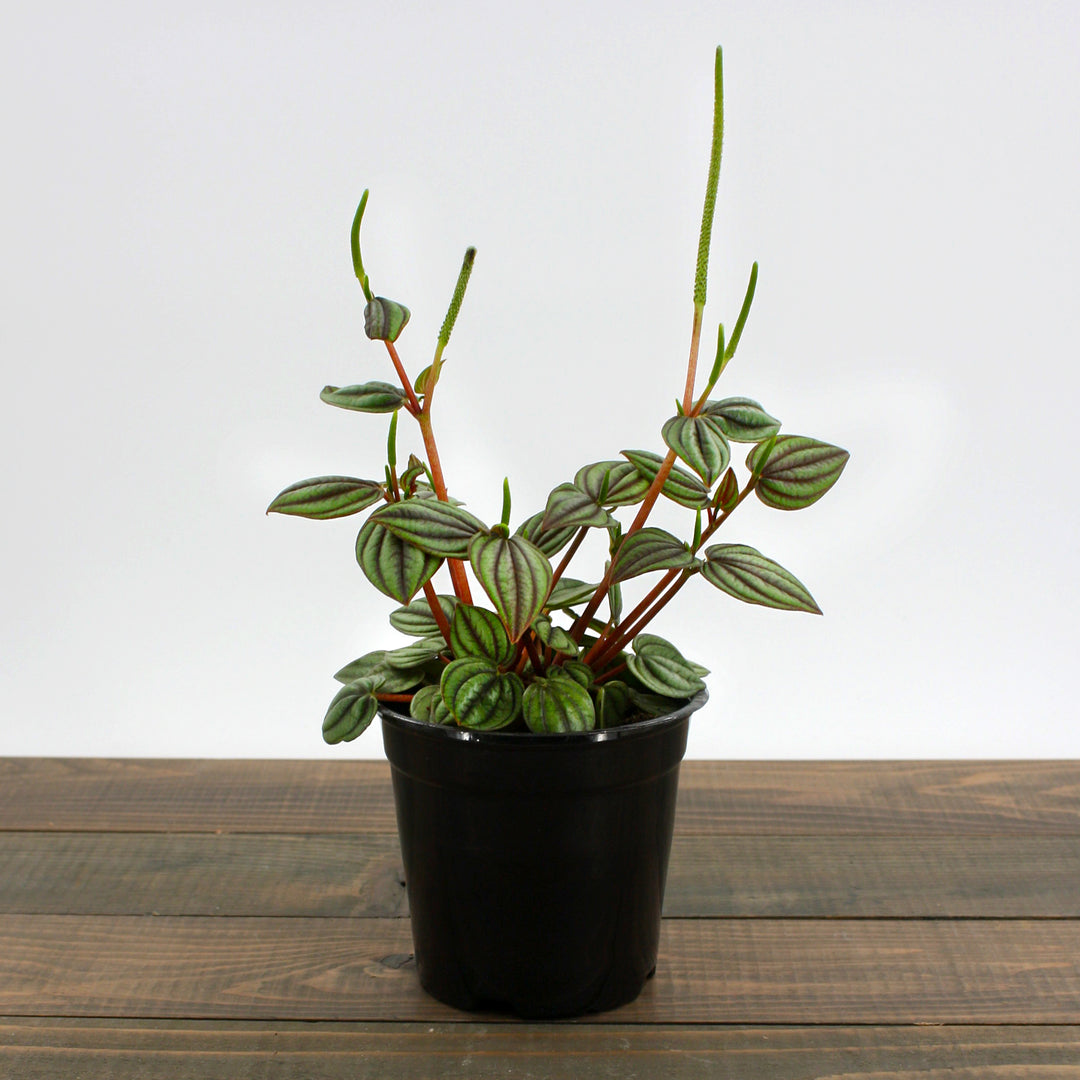 Peperomia albovittata 'Piccolo Banda' Peperomia, 4 Inch Houseplant