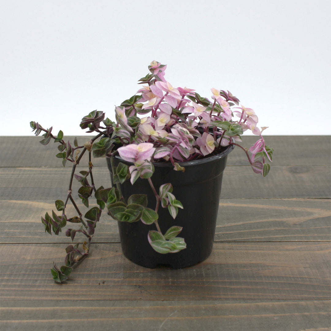 Callisia repens 'Pink Lady' Creeping Inchplant, 4 Inch Houseplant