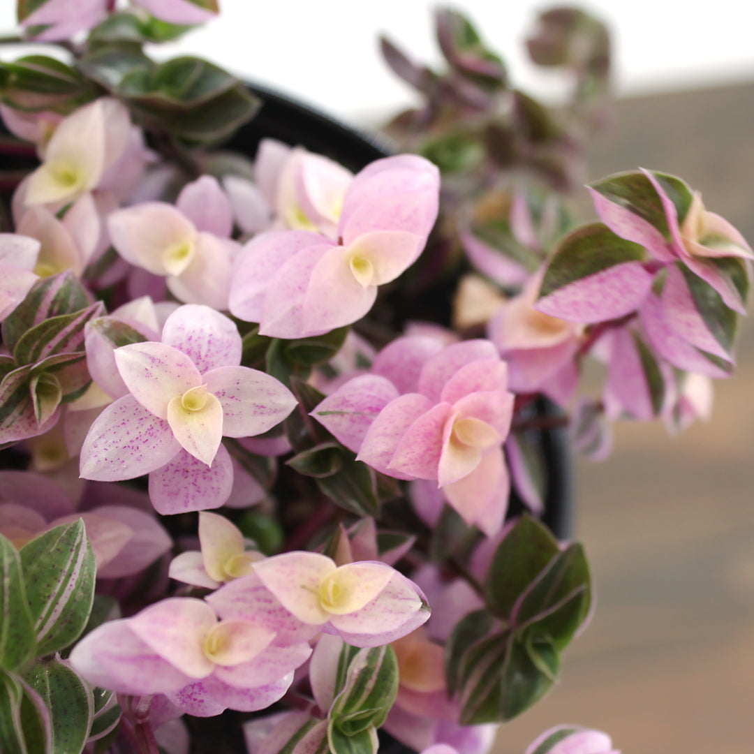 Callisia repens 'Pink Lady' Creeping Inchplant, 4 Inch Houseplant