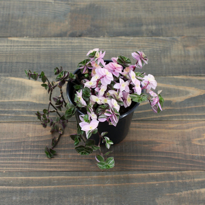 Callisia repens 'Pink Lady' Creeping Inchplant, 4 Inch Houseplant