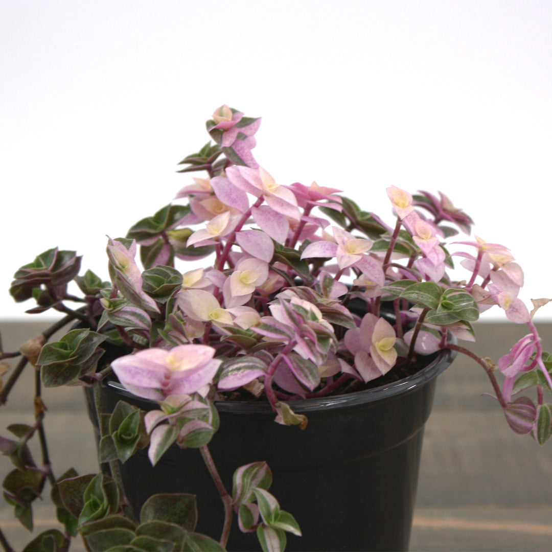 Callisia repens 'Pink Lady' Creeping Inchplant, 4 Inch Houseplant